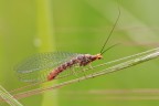 Crisopa