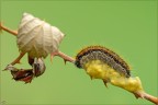 la legge della natura