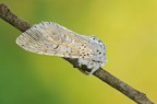 Cerura vinula