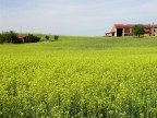 Cascina in giallo