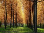 Pioppi in controluce