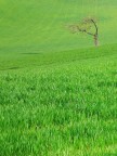 solitario