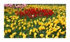 Tulipani