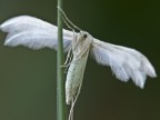 farfalla (pteroforide emmelina monodactyla)II
