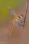 Dati di scatto: Canon 30D - Sigma 180 mm - iso 100 - f16 - 0,4sec

commenti e consigli sempre ben accetti..
le libellule sono uno dei soggetti preferiti, nei miei scatti, mi affascinano molto mi piace osservarli nei campi...mi piace vederli volare velocemente, mi piace segurli per aspettare il momento perfetto per riprenderli ....