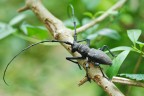 Preistoricus