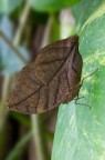 Kallima inachus (Boisduval, 1846