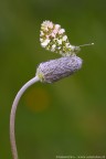 Anthocharis cardamines