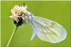 Leptidea sinapis