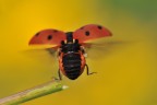 Coccinella