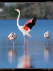 Camargue # 1