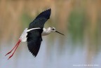 Cavalierte d'Italia (Himantopus himantopus)