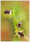Dati di scatto: 90mm, f11, 1/80, ISO 200, treppiedi, scatto remoto, colpettino di flash con diffusore

HR: http://s6.imagestime.com/out.php/i553926_HR.jpg

Una delle 18 specie di orchidee trovate in un solo pomeriggio sui Monti sicani (AG)  Ophrys incubacea subsp. incubacea le altre le devo sistemare :D purtroppo le condizioni di scatto nn erano delle migliori, cielo cupo e pioggerella fine :(

un saluto
Francesco