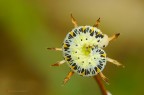 Cucullia (Shargacucullia) verbasci