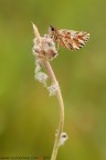 Pyrgus malvae
