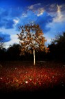 Autunno