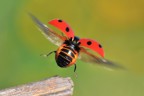 Coccinella