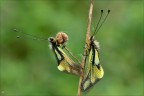 Libelloides coccajius