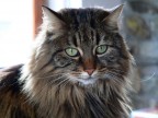 La mia seconda moglie