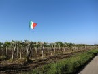 vinitaly