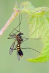 tipula nera