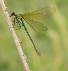 Green on Green