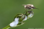 Bombylius