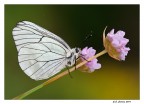 Aporia