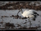 Ibis Sacro # 4