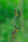 libelloides coccajus