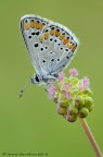 Lycaenidae Aricia agestis