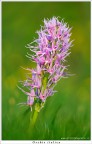 Dati di scatto: 90mm, f4,5, 1/400, ISO 400, mano libera, treppeidi mini

HR: http://s6.imagestime.com/out.php/i554293_HR.jpg

Altra orchidea fotografata sui Monti Sicani AG

Spero sia di vostro gradimento!!
un saluto
Francesco

Aggiunta nuova galleria "macro7" su www.istintifotografici.it
