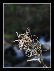 First Macro