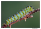 Bruco Saturnia Pavoniella