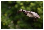 Volando