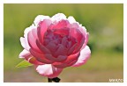 Peonia rosa