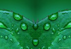 Farfallone-verde