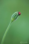 Dati di scatto: Canon 5D - Sigma 180 mm- iso 200 - f/8 - 1/10 sec

mi  capitata questa coccinella mentre ero alla ricerca di macaoni...ma appena l'ho vista mi ha catturato l'immaginazione ecco la mia presentazione...spero vi piaccia..consigli e commenti sempre graditi...