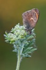 Coenonympha pamphilus Coenonympha pamphilus