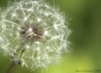 Fuochi d'artificio