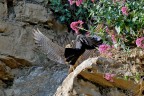 la lotta tra i fiori