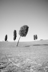 scorcio delle campagne volterrane