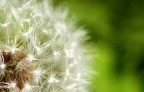 infiorescenza particolare del Tarassaco officinale