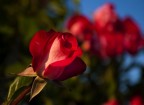 Primavera