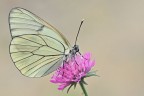 Aporia crataegi