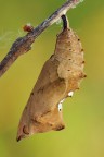 Nymphalis polychloros