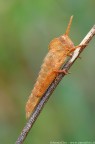 Acinipe calabra