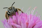 Andrena florea