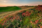 Campagna pisana