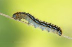 Malacosoma neustria